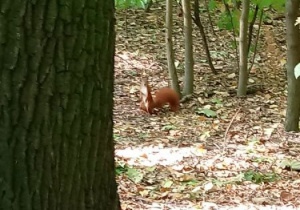 Wiewiórka w parku.